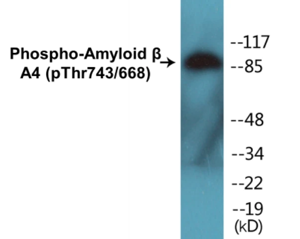 Amyloid beta A4 (phospho Thr743 + 668) Cell Based ELISA Kit (A102364-296)