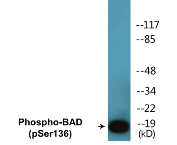 BAD (phospho Ser136) Cell Based ELISA Kit (A102438-296)