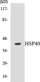 HSP40 Cell Based ELISA Kit (A103100-96)