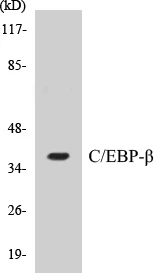 CEBP beta Cell Based ELISA Kit (A102922-96)