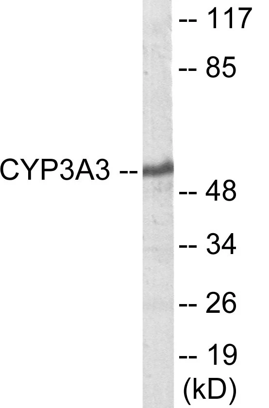 Cytochrome P45 03A4 + 5 Cell Based ELISA Kit (A103589-96)