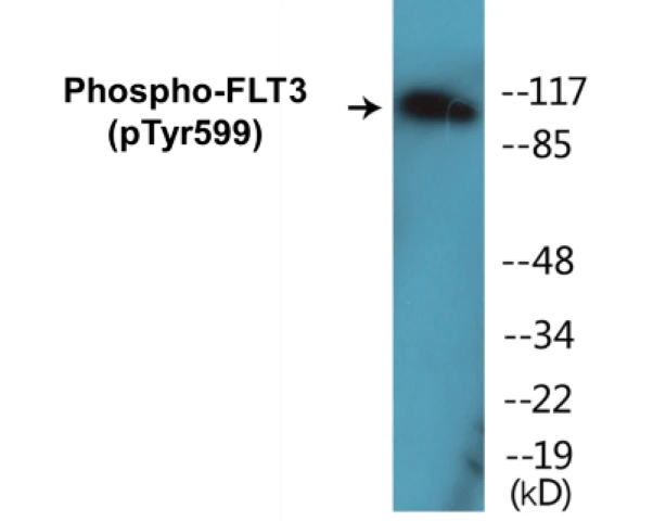 FLT3 (phospho Tyr599) Cell Based ELISA Kit (A102644-296)