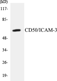 CD50 Cell Based ELISA Kit (A103718-96)