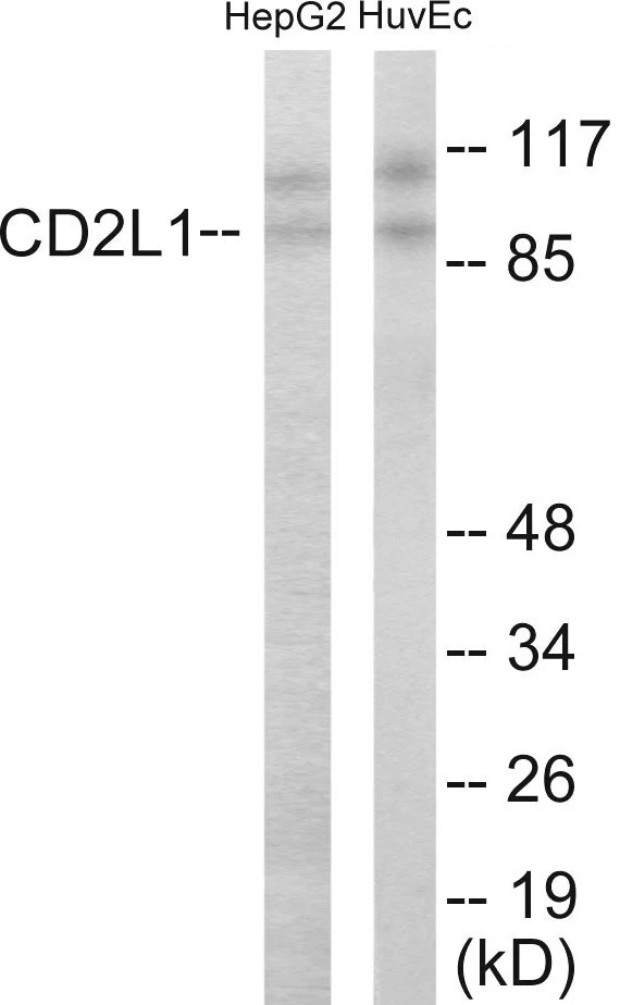 CDC2L1 Cell Based ELISA Kit (A103417-96)