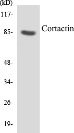 Cortactin Cell Based ELISA Kit (A102911-96)