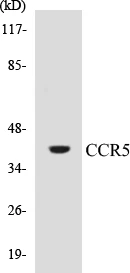 CCR5 Cell Based ELISA Kit (A103713-96)