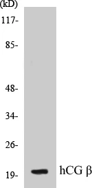 hCG beta Cell Based ELISA Kit (A103635-96)