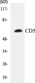 CD5 Cell Based ELISA Kit (A103328-96)