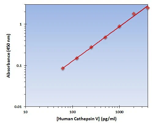 Human Cathepsin V ELISA Kit (A102009-96)