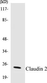 Claudin2 Cell Based ELISA Kit (A103389-96)