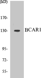 BCAR1 Cell Based ELISA Kit (A103079-96)