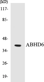 ABHD6 Cell Based ELISA Kit (A103052-96)