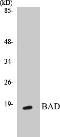 BAD Cell Based ELISA Kit (A103327-96)