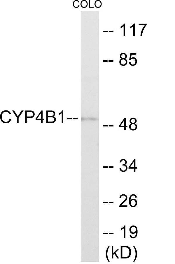 Cytochrome P45 04B1 Cell Based ELISA Kit (A103604-96)