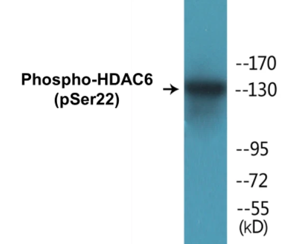 HDAC6 (phospho Ser22) Cell Based ELISA Kit (A102638-296)