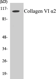 Collagen VI alpha 2 Cell Based ELISA Kit (A103356-96)