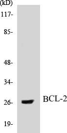 BCL-2 Cell Based ELISA Kit (A103040-96)