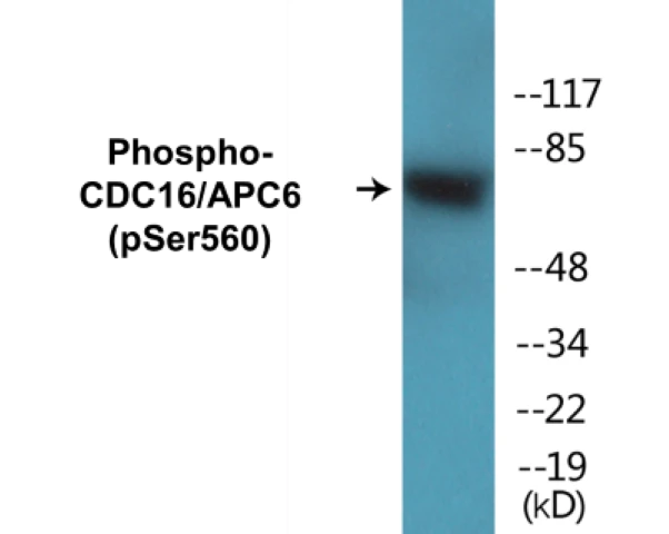 CDC16 (phospho Ser560) Cell Based ELISA Kit (A102622-296)