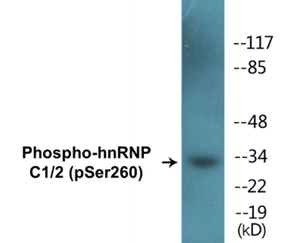 hnRNPC1 + 2 (phospho Ser260) Cell Based ELISA Kit (A102504-296)