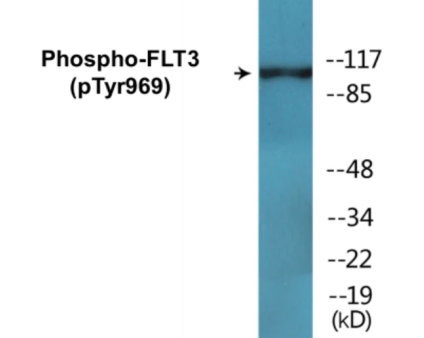 FLT3 (phospho Tyr969) Cell Based ELISA Kit (A102745-296)