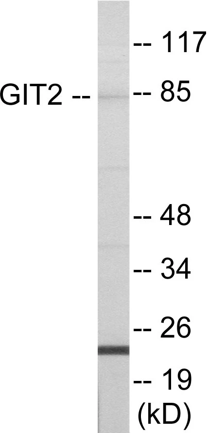 GIT2 Cell Based ELISA Kit (A103294-96)