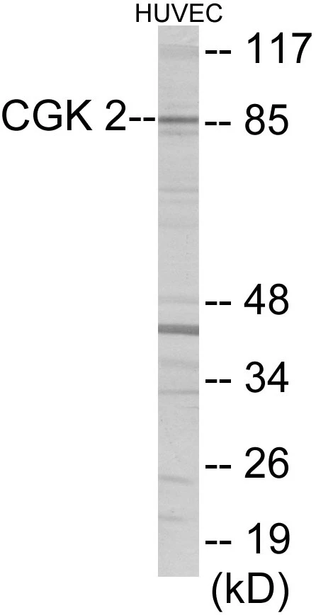 CGK2 Cell Based ELISA Kit (A103207-96)