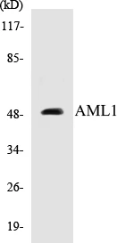 AML1 Cell Based ELISA Kit (A103214-96)