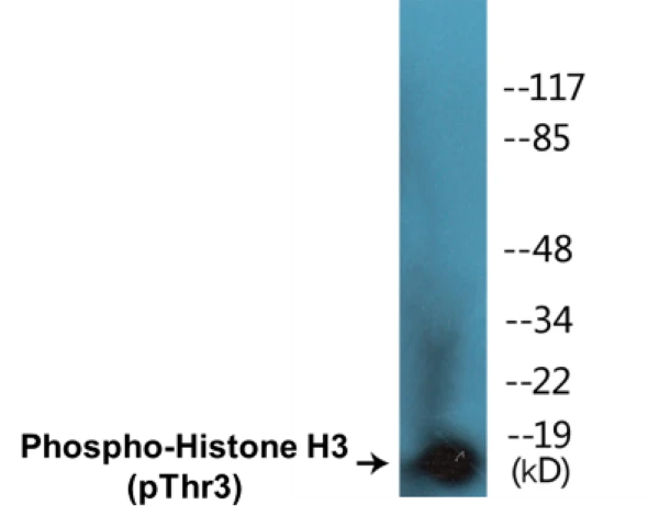 Histone H3 (phospho Thr3) Cell Based ELISA Kit (A102573-296)