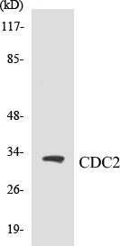 CDC2 Cell Based ELISA Kit (A103223-96)