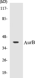 AurB Cell Based ELISA Kit (A103221-96)