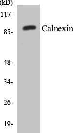 Calnexin Cell Based ELISA Kit (A102952-96)