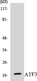 ATF3 Cell Based ELISA Kit (A103180-96)