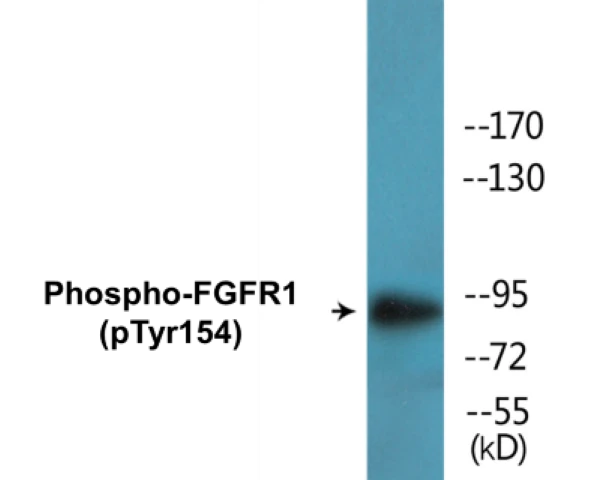 FGFR1 (phospho Tyr154) Cell Based ELISA Kit (A102199-296)