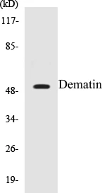 Dematin Cell Based ELISA Kit (A103401-96)