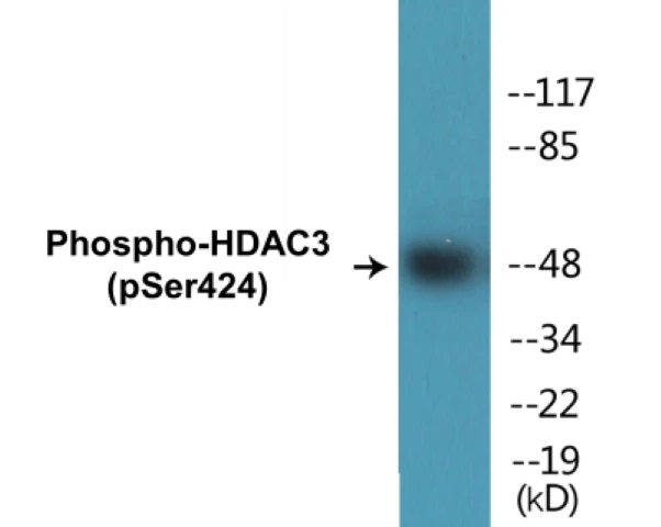 HDAC3 (phospho Ser424) Cell Based ELISA Kit (A102185-296)