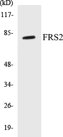 FRS2 Cell Based ELISA Kit (A103498-96)