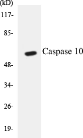 Caspase 10 Cell Based ELISA Kit (A103627-96)