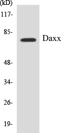 Daxx Cell Based ELISA Kit (A103721-96)