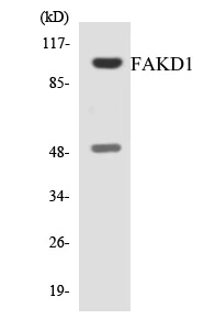 FAKD1 Cell Based ELISA Kit (A103480-96)