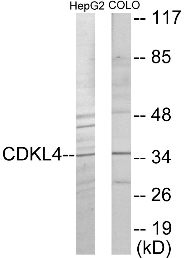 CDKL4 Cell Based ELISA Kit (A103701-96)