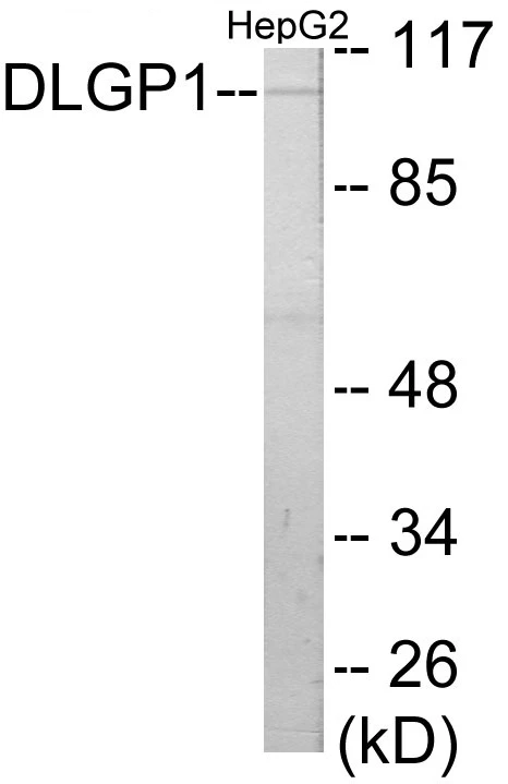 DLGP1 Cell Based ELISA Kit (A103128-96)