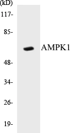 AMPK1 Cell Based ELISA Kit (A103053-96)