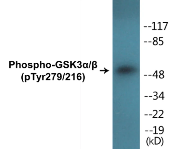 GSK3 alpha + beta (phospho Tyr279 + Tyr 216) Cell Based ELISA Kit (A102363-296)