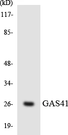 GAS41 Cell Based ELISA Kit (A103468-96)