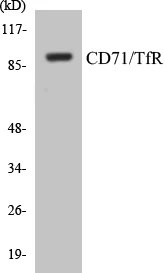 CD71 Cell Based ELISA Kit (A103494-96)