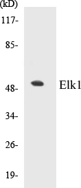 Elk1 Cell Based ELISA Kit (A103231-96)