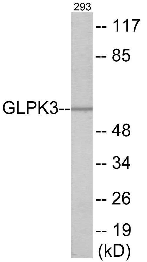 GK3 Cell Based ELISA Kit (A103755-96)