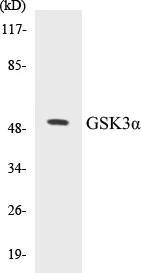 GSK3 alpha Cell Based ELISA Kit (A102888-96)