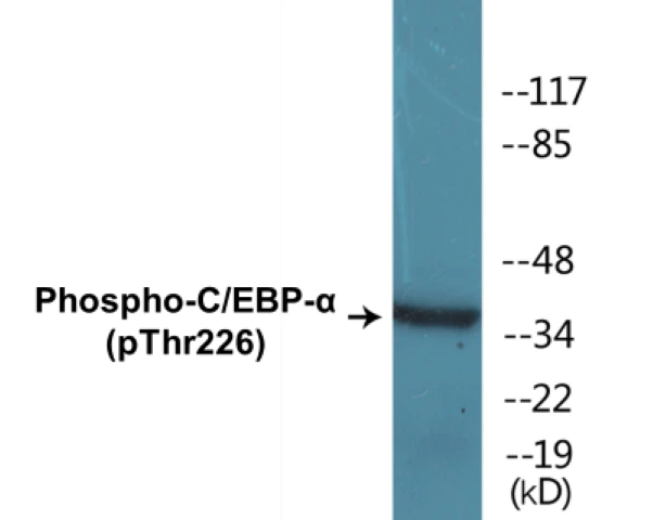 CEBP alpha (phospho Thr226) Cell Based ELISA Kit (A102519-296)