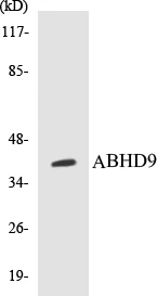 ABHD9 Cell Based ELISA Kit (A103674-96)